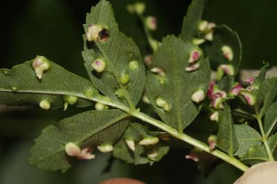  Aceria fraxini (Garman, 1883)
