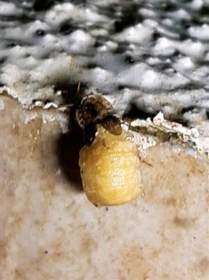  Lamprohiza splendidula (Linnaeus, 1767)