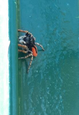Saltique sanguinolent Philaeus chrysops (Poda, 1761)