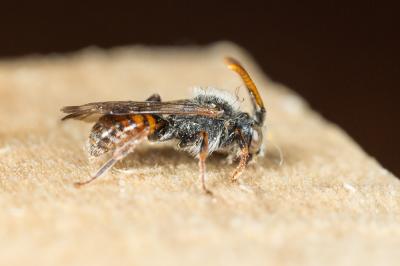  Nomada serricornis Pérez, 1884
