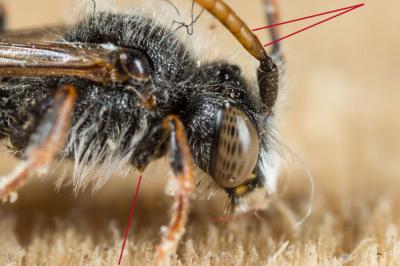  Nomada serricornis Pérez, 1884