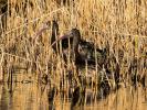Ibis falcinelle Plegadis falcinellus (Linnaeus, 1766)
