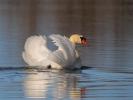 Cygne tuberculé Cygnus olor (Gmelin, 1803)