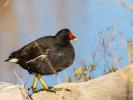 Poule-d'eau, Gallinule poule-d'eau Gallinula chloropus (Linnaeus, 1758)