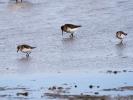 Bécasseau minute Calidris minuta (Leisler, 1812)