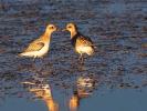 Pluvier argenté Pluvialis squatarola (Linnaeus, 1758)