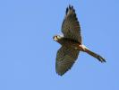 Faucon crécerelle Falco tinnunculus Linnaeus, 1758