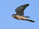 Faucon crécerelle Falco tinnunculus Linnaeus, 1758