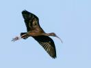 Ibis falcinelle Plegadis falcinellus (Linnaeus, 1766)