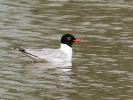 Mouette mélanocéphale Ichthyaetus melanocephalus (Temminck, 1820)