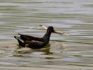 Poule-d'eau, Gallinule poule-d'eau Gallinula chloropus (Linnaeus, 1758)