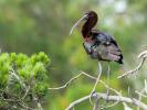 Ibis falcinelle Plegadis falcinellus (Linnaeus, 1766)