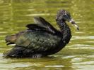 Ibis falcinelle Plegadis falcinellus (Linnaeus, 1766)
