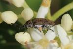  Mycterus curculioides (Fabricius, 1781)