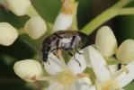  Mycterus curculioides (Fabricius, 1781)