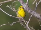 Serin cini Serinus serinus (Linnaeus, 1766)