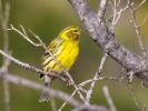Serin cini Serinus serinus (Linnaeus, 1766)