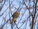 Venturon montagnard Carduelis citrinella (Pallas, 1764)