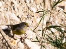 Venturon montagnard Carduelis citrinella (Pallas, 1764)