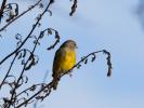 Venturon montagnard Carduelis citrinella (Pallas, 1764)