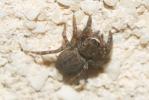  Euophrys rufibarbis (Simon, 1868)