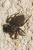  Euophrys rufibarbis (Simon, 1868)