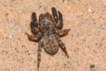  Euophrys rufibarbis (Simon, 1868)