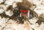  Euophrys rufibarbis (Simon, 1868)