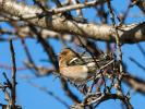 Pinson des arbres Fringilla coelebs Linnaeus, 1758