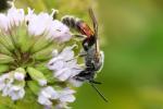  Lasioglossum calceatum (Scopoli, 1763)