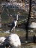 Héron cendré Ardea cinerea Linnaeus, 1758