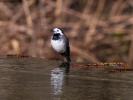 Bergeronnette grise Motacilla alba Linnaeus, 1758