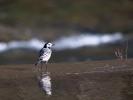 Bergeronnette grise Motacilla alba Linnaeus, 1758