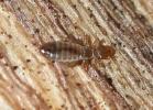  Embidopsocus enderleini (Ribaga, 1905)