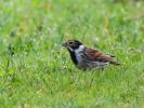 Bruant des roseaux Emberiza schoeniclus (Linnaeus, 1758)