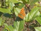 Gamma (Le), Robert-le-diable (Le), C-blanc (Le), D Polygonia c-album (Linnaeus, 1758)