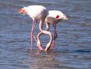 Flamant rose Phoenicopterus roseus Pallas, 1811