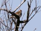 Bruant des roseaux Emberiza schoeniclus (Linnaeus, 1758)