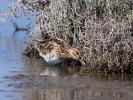 Bécassine des marais Gallinago gallinago (Linnaeus, 1758)