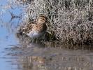 Bécassine des marais Gallinago gallinago (Linnaeus, 1758)