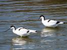 Avocette élégante Recurvirostra avosetta Linnaeus, 1758