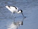 Avocette élégante Recurvirostra avosetta Linnaeus, 1758