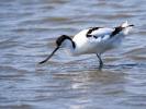 Avocette élégante Recurvirostra avosetta Linnaeus, 1758