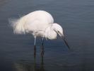 Aigrette garzette Egretta garzetta (Linnaeus, 1766)