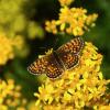 Mélitée du Mélampyre (La), Damier Athalie (Le) Melitaea athalia (Rottemburg, 1775)