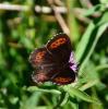 Moiré blanc-fascié (Le), Grand nègre hongrois (Le) Erebia ligea (Linnaeus, 1758)