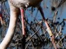 Flamant rose Phoenicopterus roseus Pallas, 1811