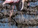 Flamant rose Phoenicopterus roseus Pallas, 1811