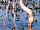 Flamant rose Phoenicopterus roseus Pallas, 1811