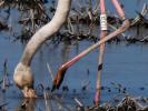 Flamant rose Phoenicopterus roseus Pallas, 1811